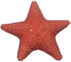 animals & Starfish free transparent png image.