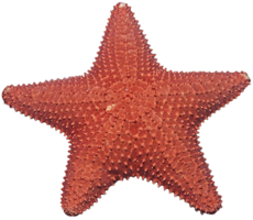 animals & starfish free transparent png image.