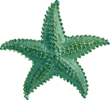 animals & Starfish free transparent png image.