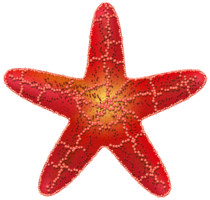 animals & starfish free transparent png image.