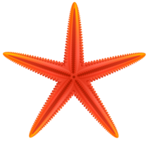 animals & starfish free transparent png image.