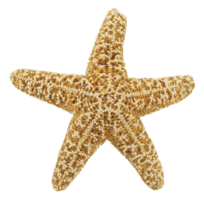 animals & starfish free transparent png image.