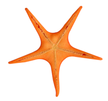 animals & starfish free transparent png image.