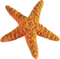 animals & Starfish free transparent png image.