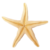 animals & Starfish free transparent png image.