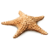animals & Starfish free transparent png image.