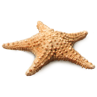 animals & starfish free transparent png image.