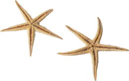 animals & starfish free transparent png image.