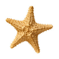 animals & Starfish free transparent png image.