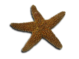 animals & Starfish free transparent png image.