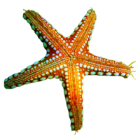 animals & Starfish free transparent png image.