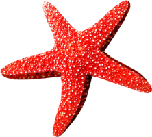 animals & starfish free transparent png image.