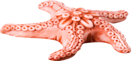 animals & starfish free transparent png image.