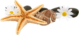 animals & Starfish free transparent png image.