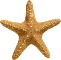 animals & Starfish free transparent png image.