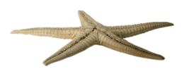 animals & starfish free transparent png image.