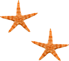 animals & starfish free transparent png image.