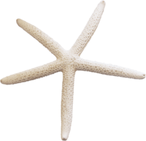 animals & Starfish free transparent png image.