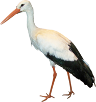 animals & Stork free transparent png image.