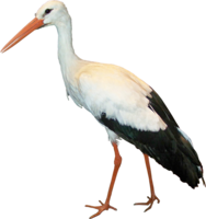 animals & stork free transparent png image.