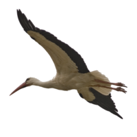 animals & stork free transparent png image.