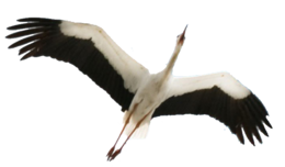 animals & Stork free transparent png image.