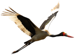 animals & Stork free transparent png image.