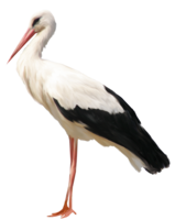 animals & Stork free transparent png image.