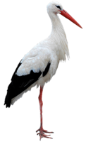 animals & stork free transparent png image.