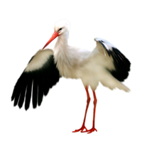 animals & Stork free transparent png image.