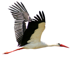 animals & Stork free transparent png image.