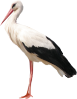 animals & stork free transparent png image.