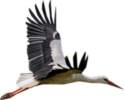 animals & Stork free transparent png image.