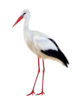 animals & Stork free transparent png image.