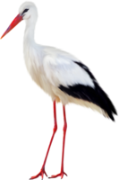 animals & stork free transparent png image.