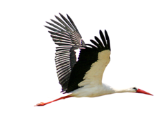 animals & Stork free transparent png image.