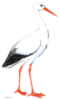 animals & Stork free transparent png image.