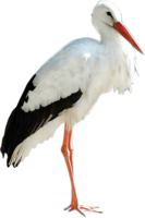 animals & stork free transparent png image.