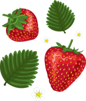 fruits & strawberry free transparent png image.