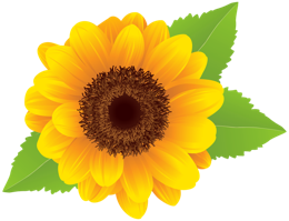 flowers & sunflower free transparent png image.