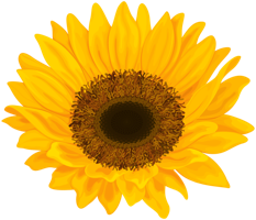 flowers & Sunflower free transparent png image.