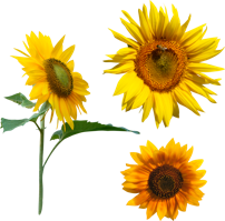 flowers & Sunflower free transparent png image.