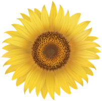 flowers & Sunflower free transparent png image.