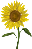 flowers & sunflower free transparent png image.