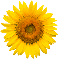 flowers & sunflower free transparent png image.