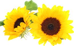 flowers & Sunflower free transparent png image.