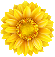 flowers & sunflower free transparent png image.