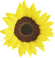 flowers & sunflower free transparent png image.