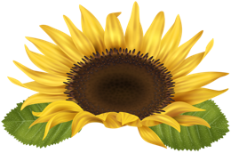 flowers & sunflower free transparent png image.