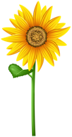 flowers & Sunflower free transparent png image.